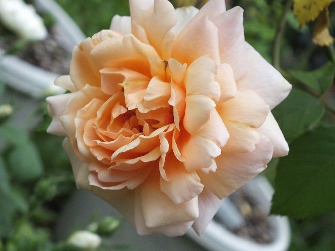  photo grussancoberg_zps66aeb8ca.jpg